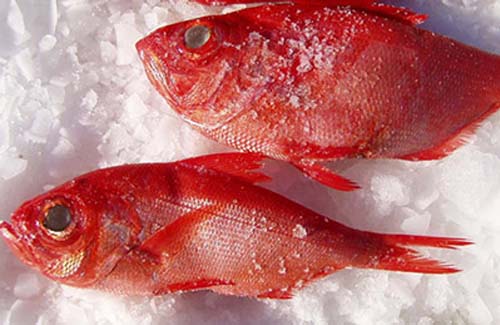红雕鱼，新西兰产